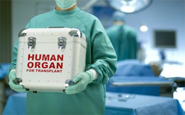 В России создадут единую базу данных донорских органов