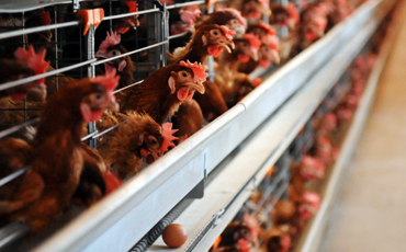 Авангард: Птицы счастья мордовского села