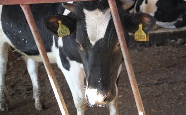 Лучший? Обезглавить!