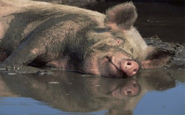 Подложили свинью